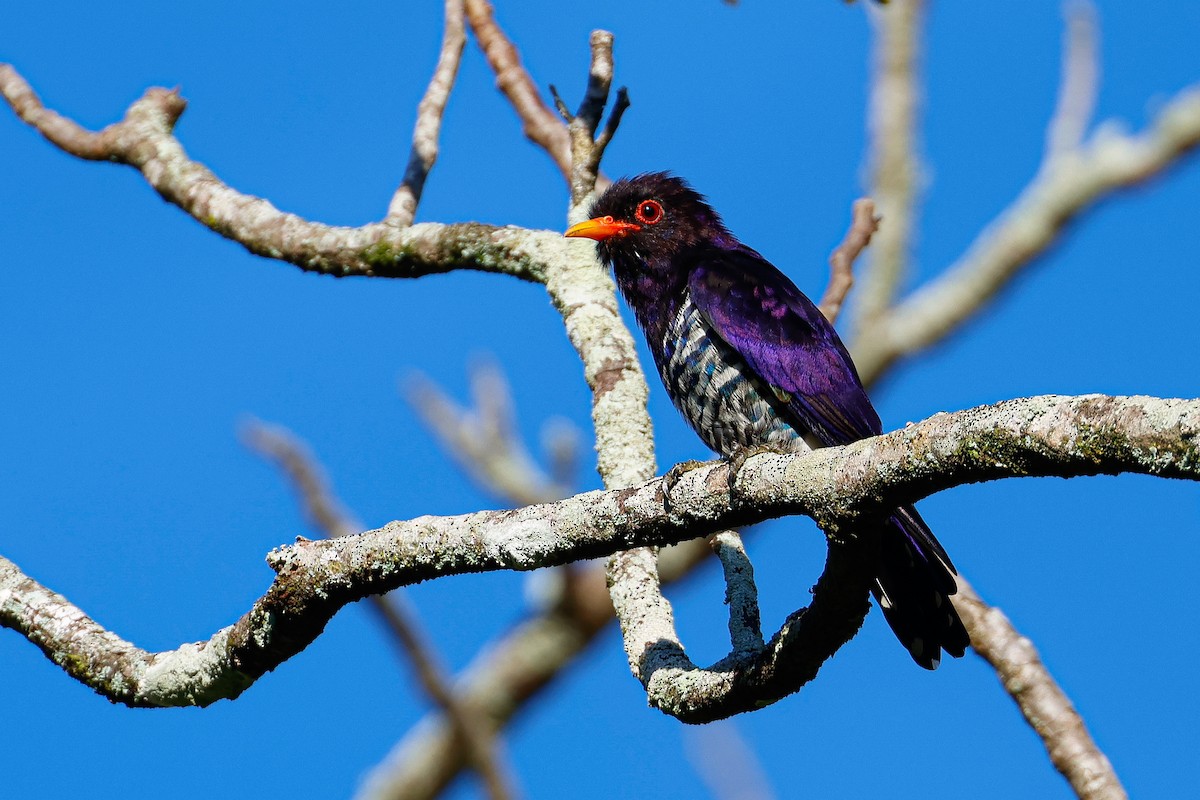 Violet Cuckoo - ML644449118