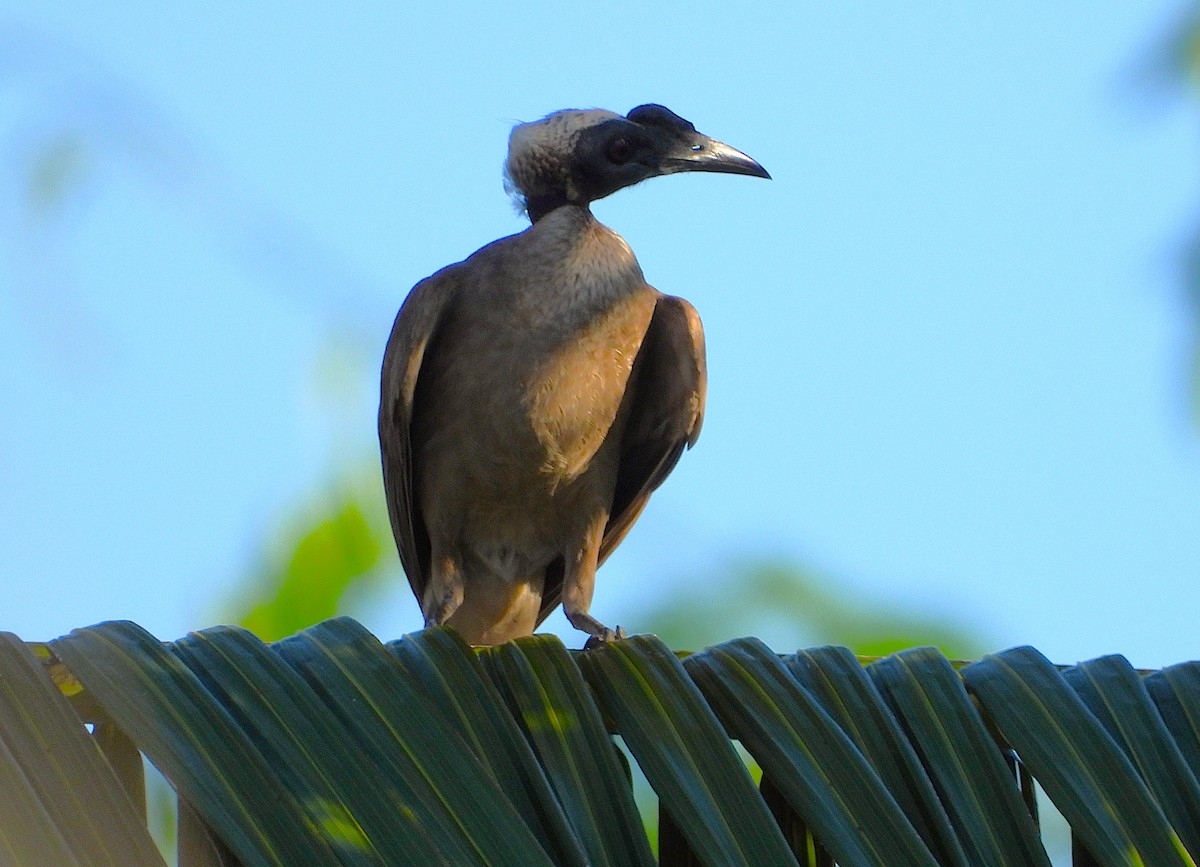Helmlederkopf - ML644449120