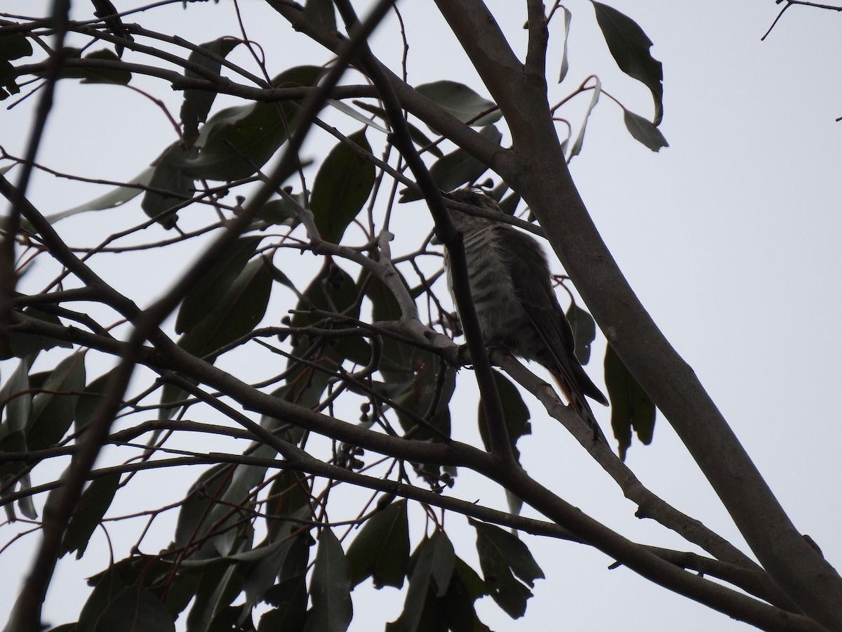 マミジロテリカッコウ - ML644449121