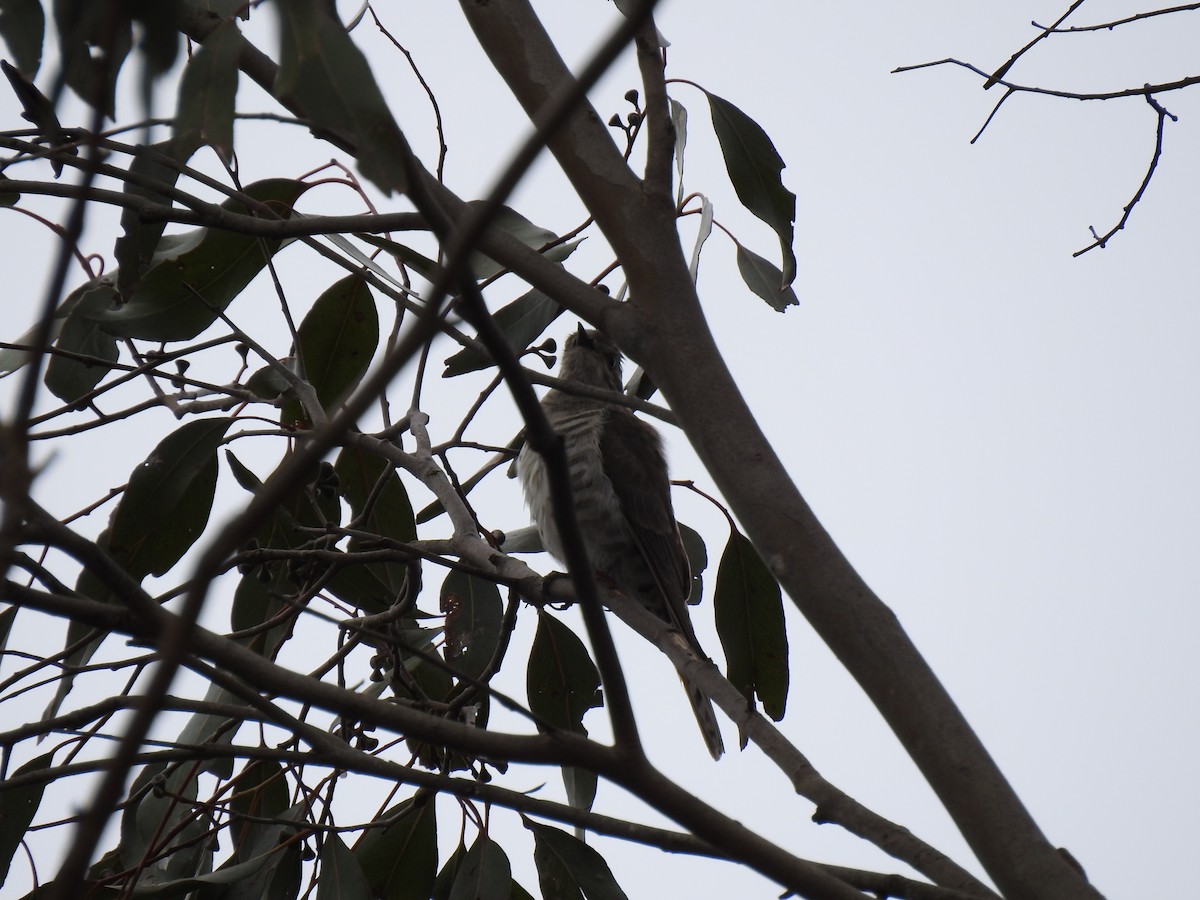 マミジロテリカッコウ - ML644449122