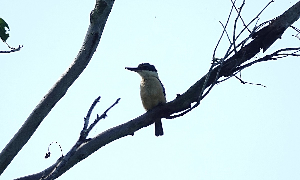 Sacred Kingfisher (Australasian) - ML644449128