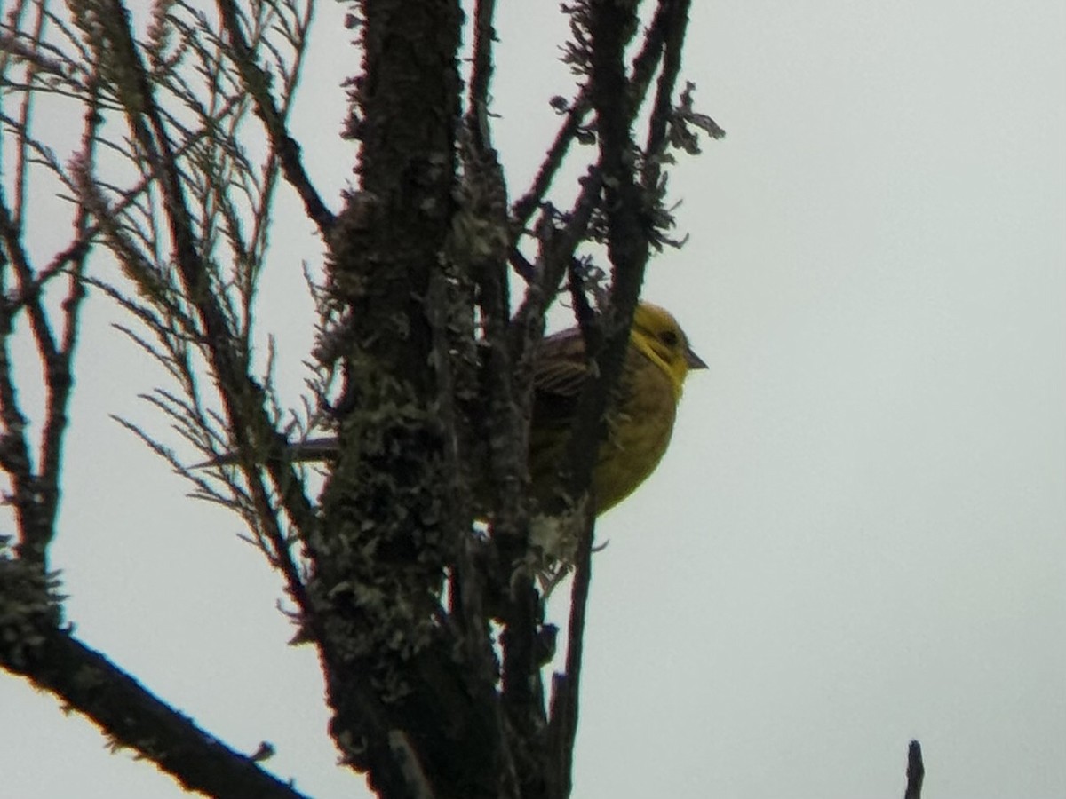 Yellowhammer - ML644449147