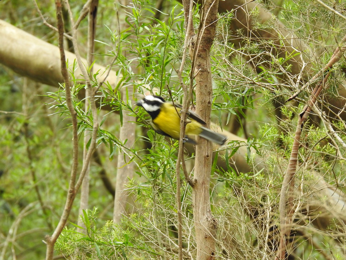 Doğulu Kerpetenkuşu - ML644449151