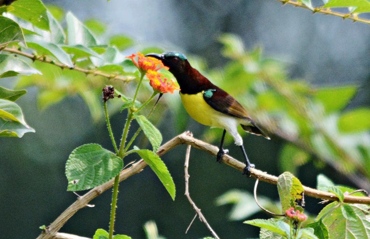 Purple-rumped Sunbird - ML644449158