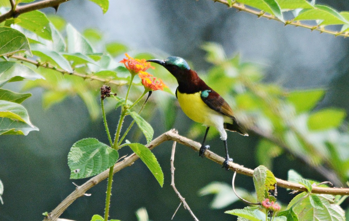 Purple-rumped Sunbird - ML644449159