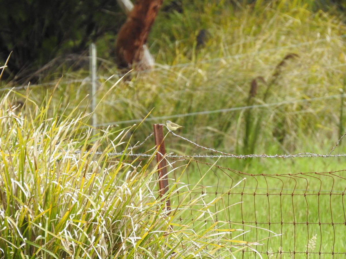 コモントゲハシムシクイ - ML644449160