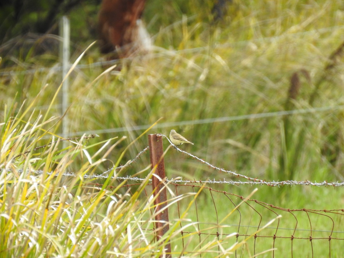 コモントゲハシムシクイ - ML644449161