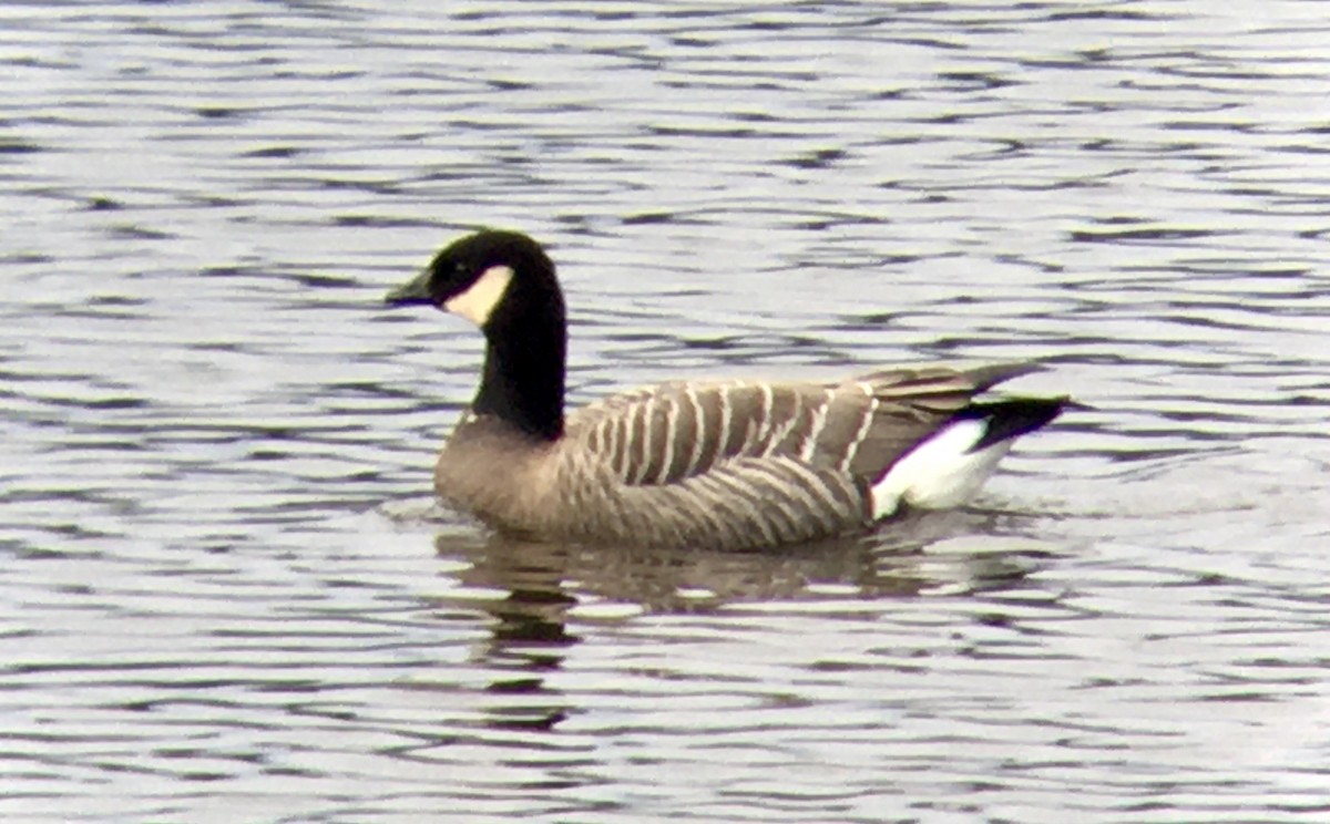 berneška malá - ML644449181