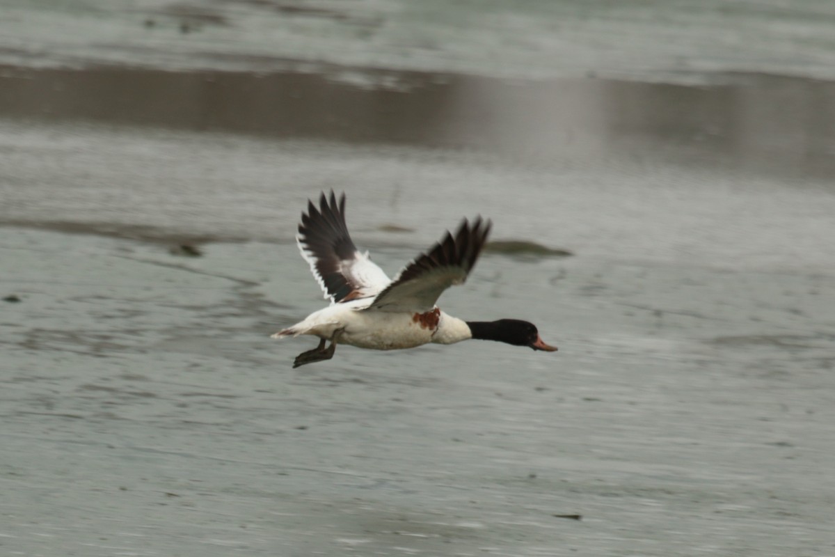 Tadorne de Belon - ML644449182
