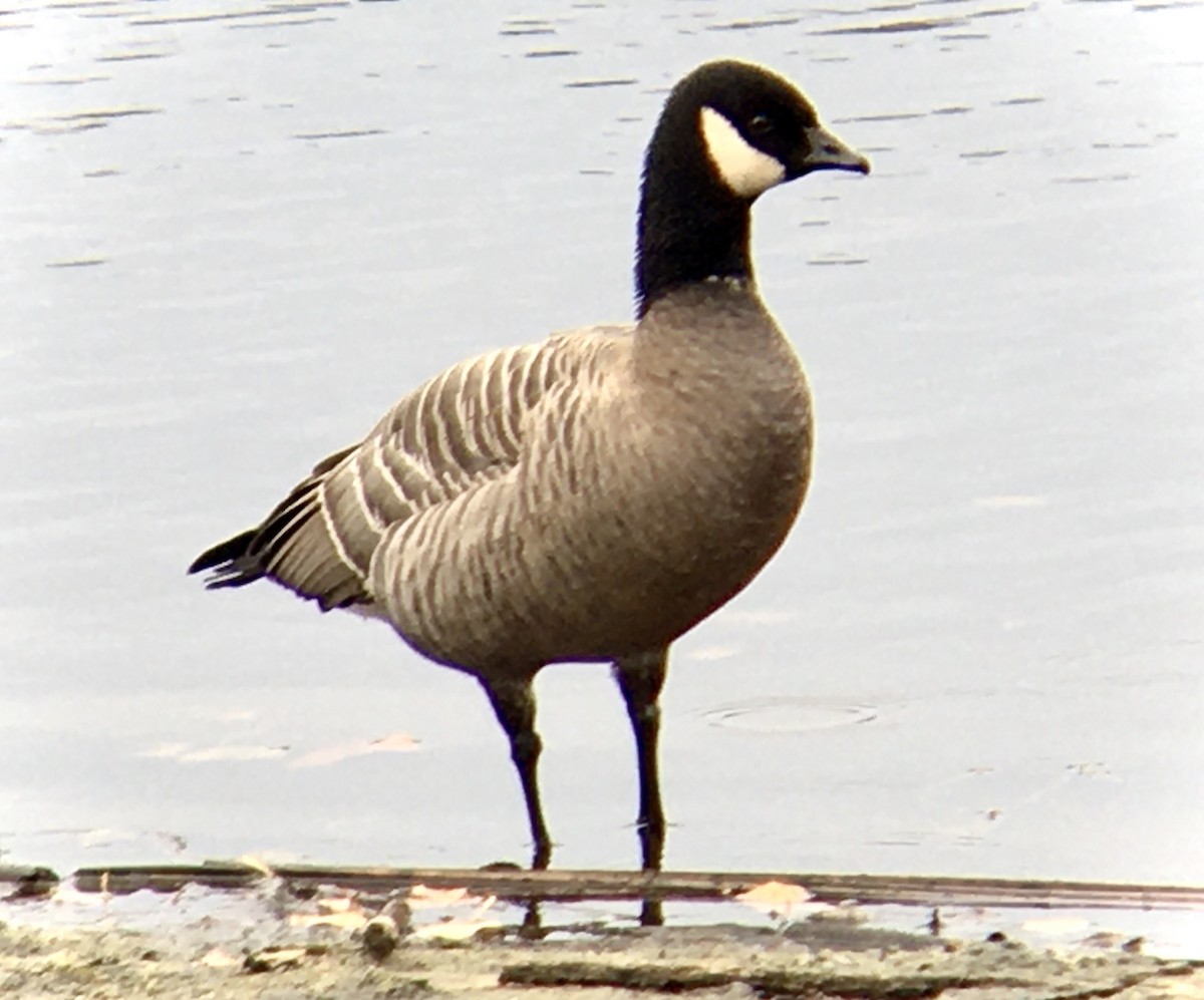 berneška malá - ML644449183