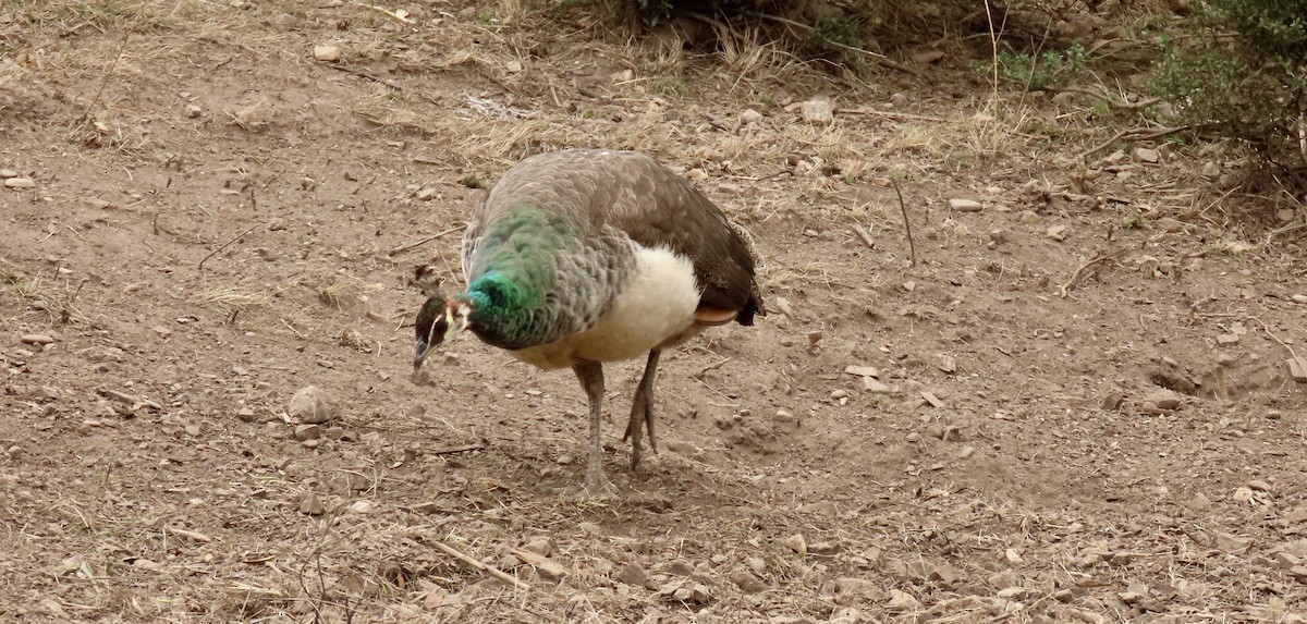 Indian Peafowl (Domestic type) - ML644449197