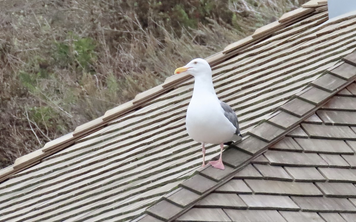 Western Gull - ML644449198