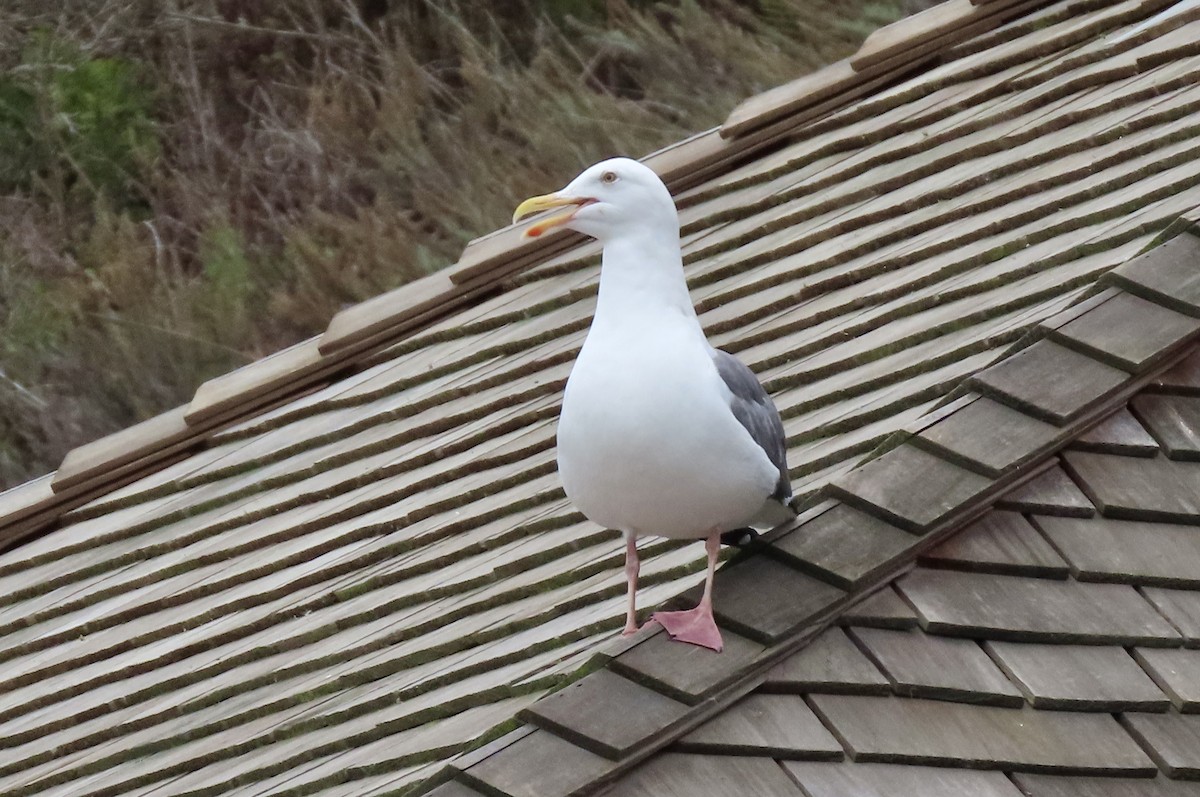 Western Gull - ML644449202