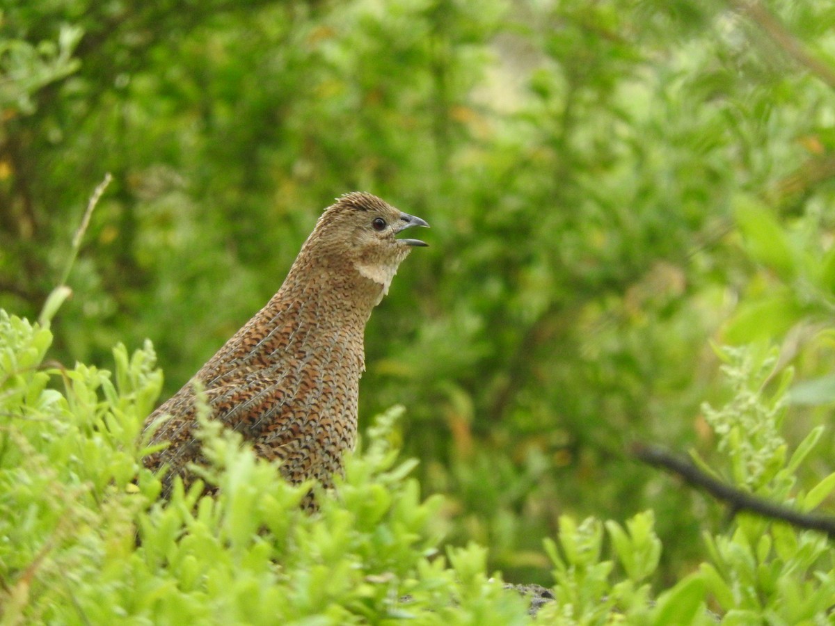Перепілка бура - ML644449211