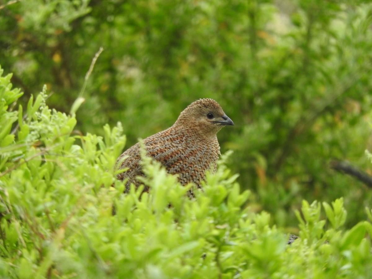 Перепілка бура - ML644449212