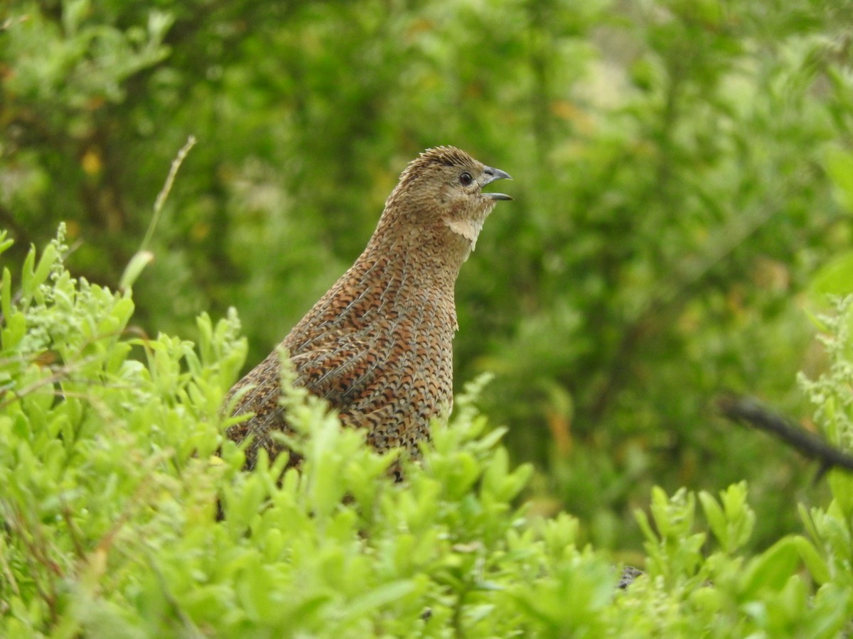 Перепілка бура - ML644449213