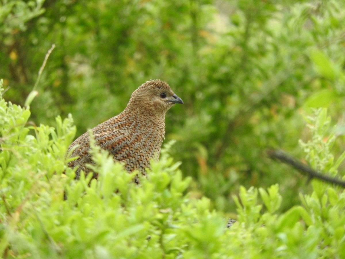 Перепілка бура - ML644449214