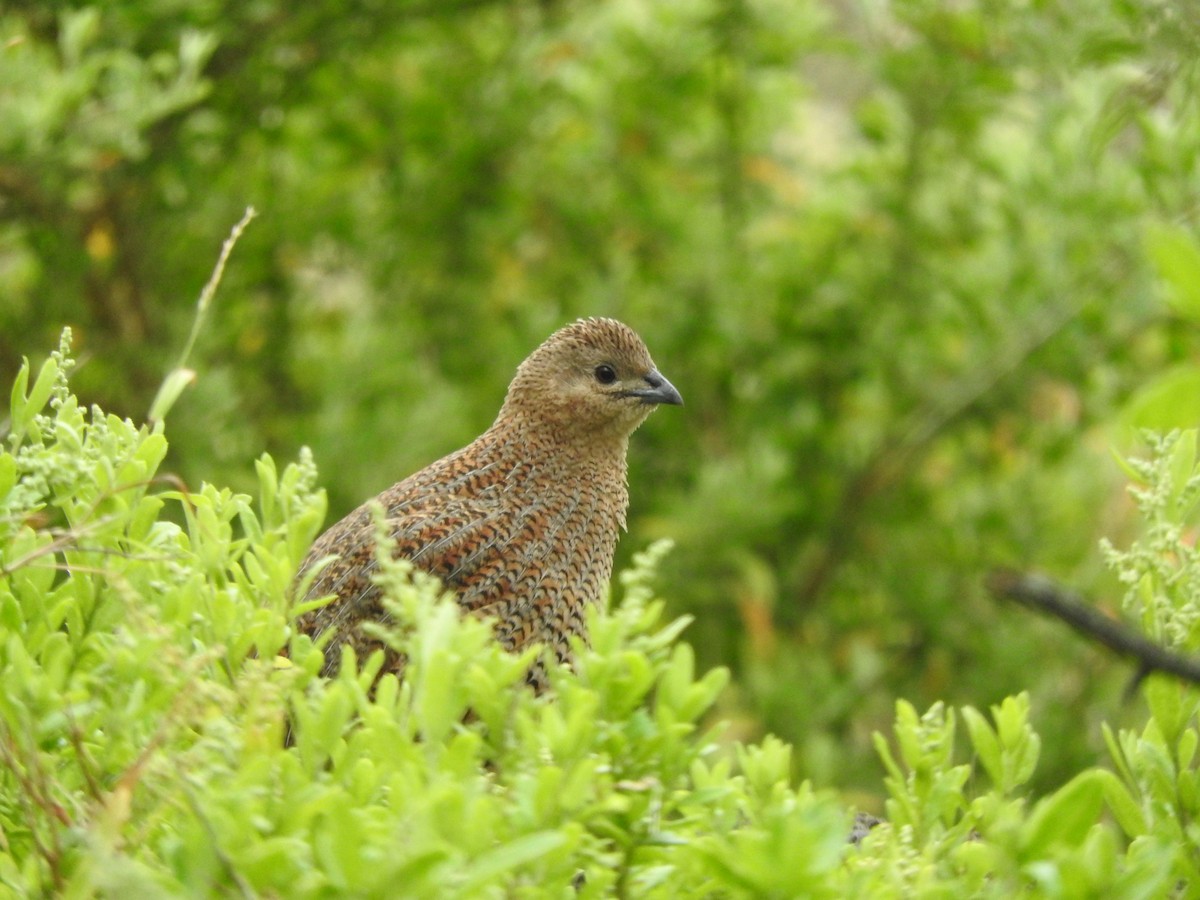 Перепілка бура - ML644449215