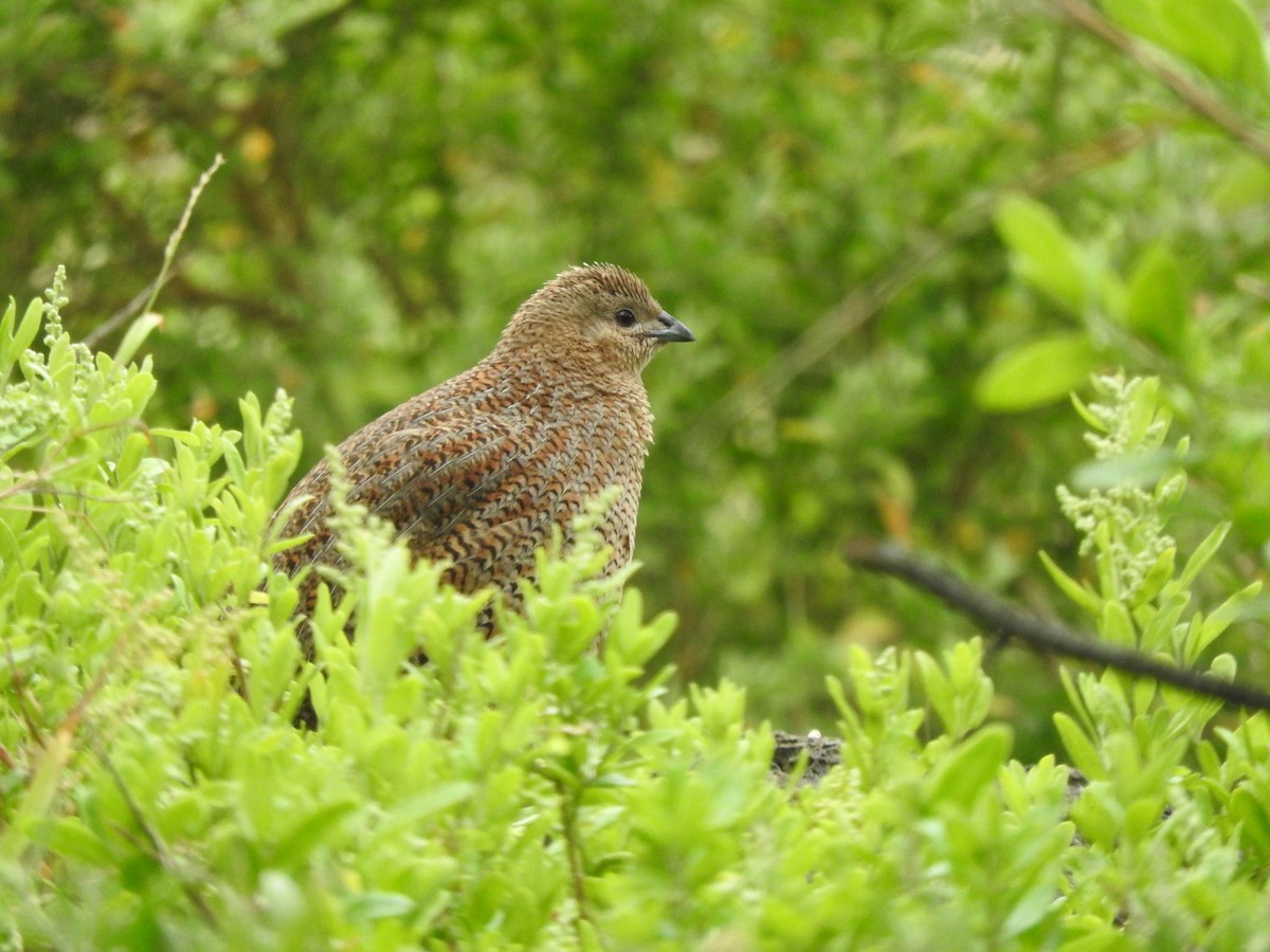 Перепілка бура - ML644449216