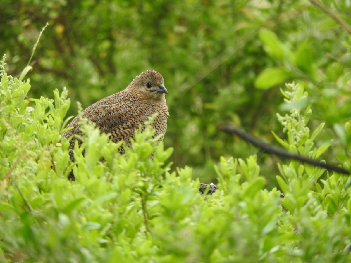 Перепілка бура - ML644449217