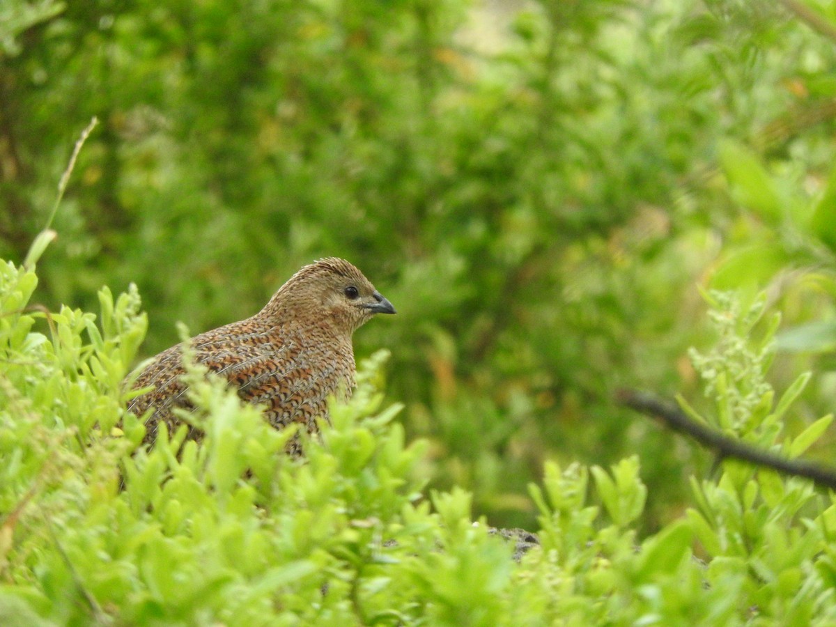 Перепілка бура - ML644449218