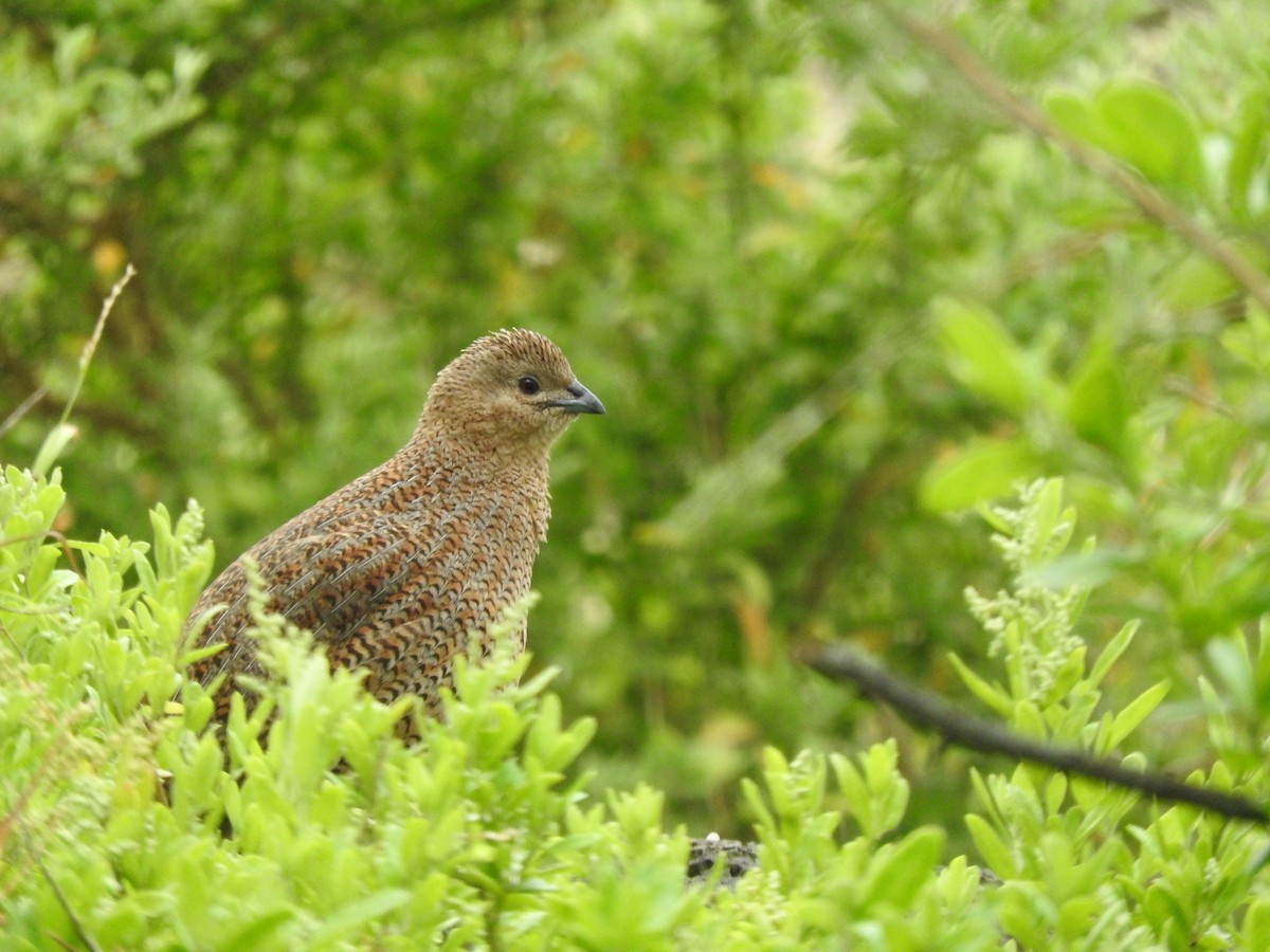 Перепілка бура - ML644449219