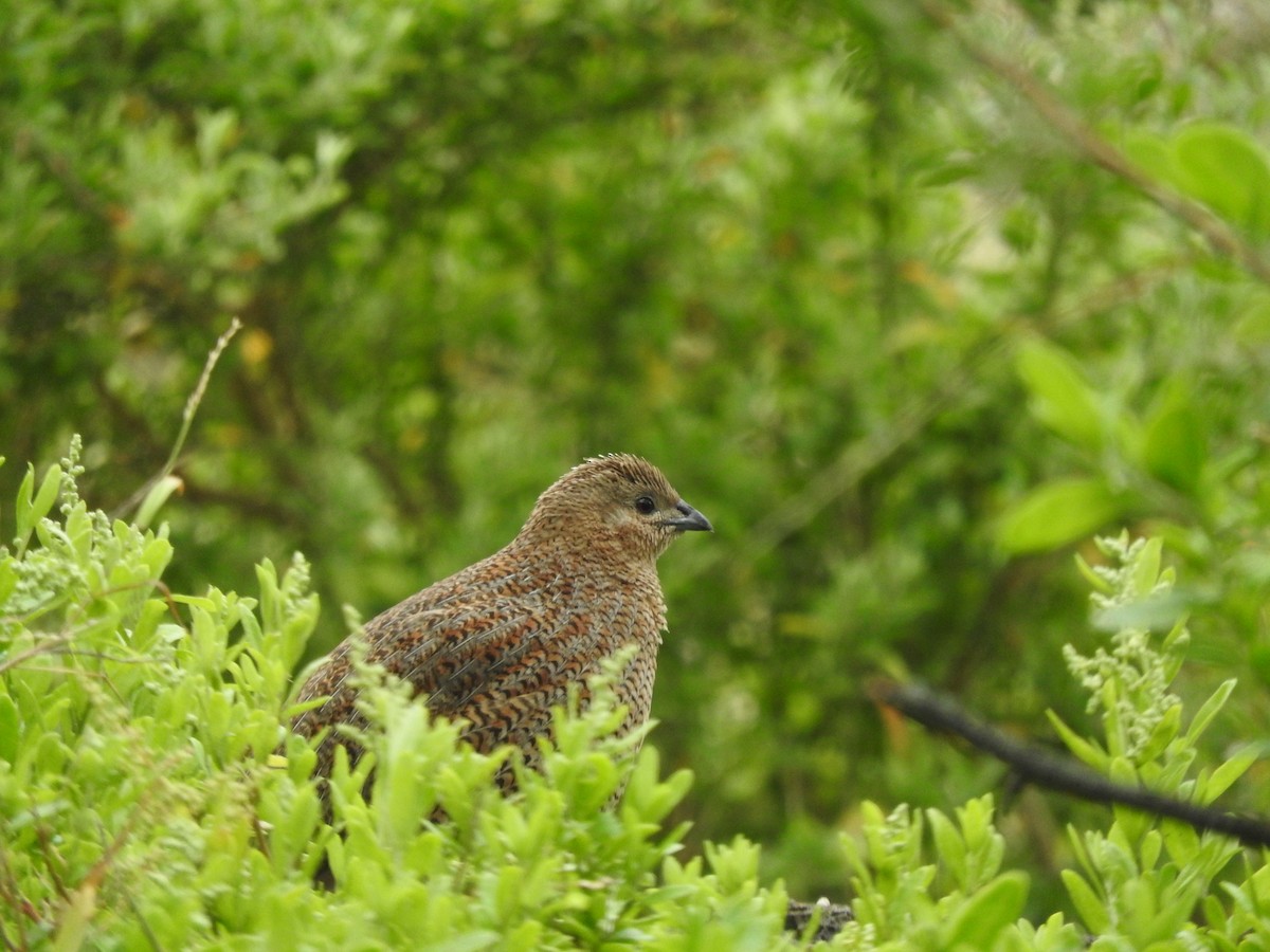 Перепілка бура - ML644449220
