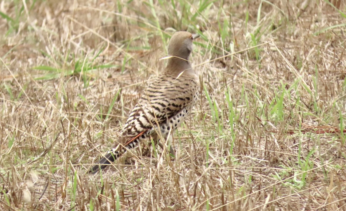 Шилоклювый дятел - ML644449221