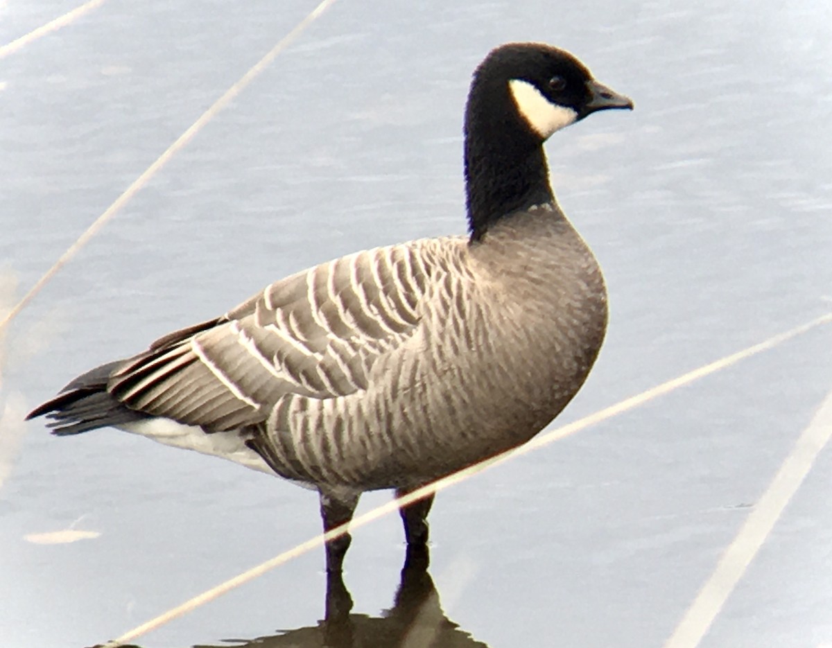 berneška malá - ML644449232