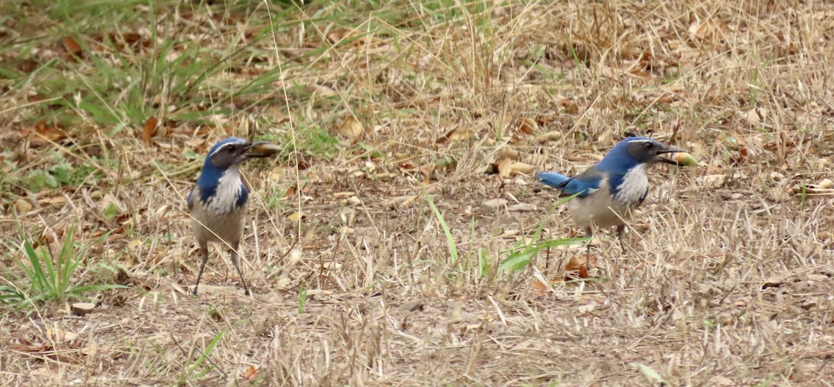 krattskrike - ML644449236