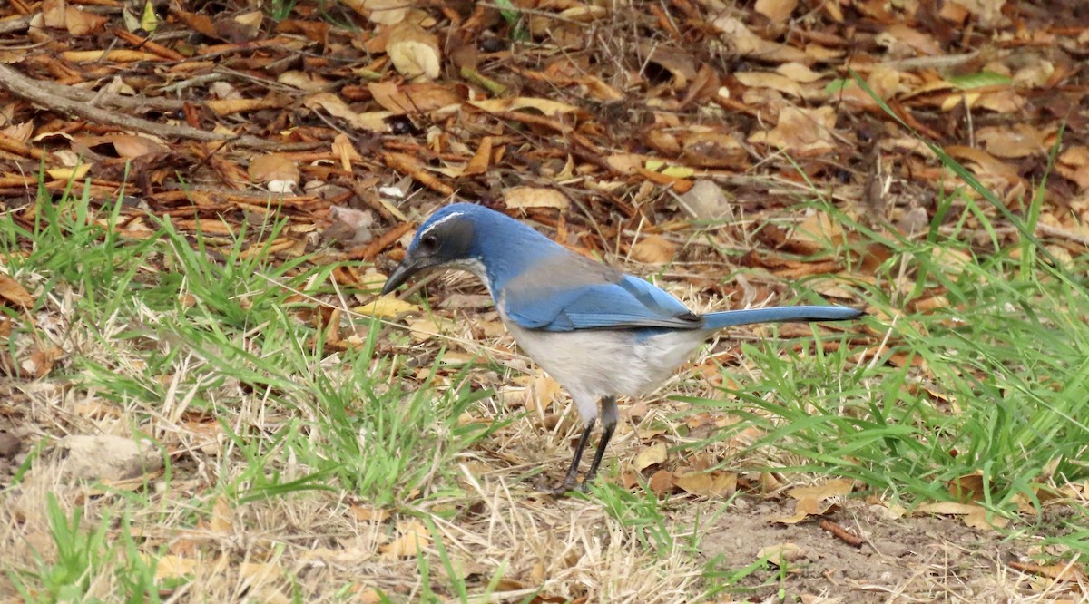 krattskrike - ML644449237