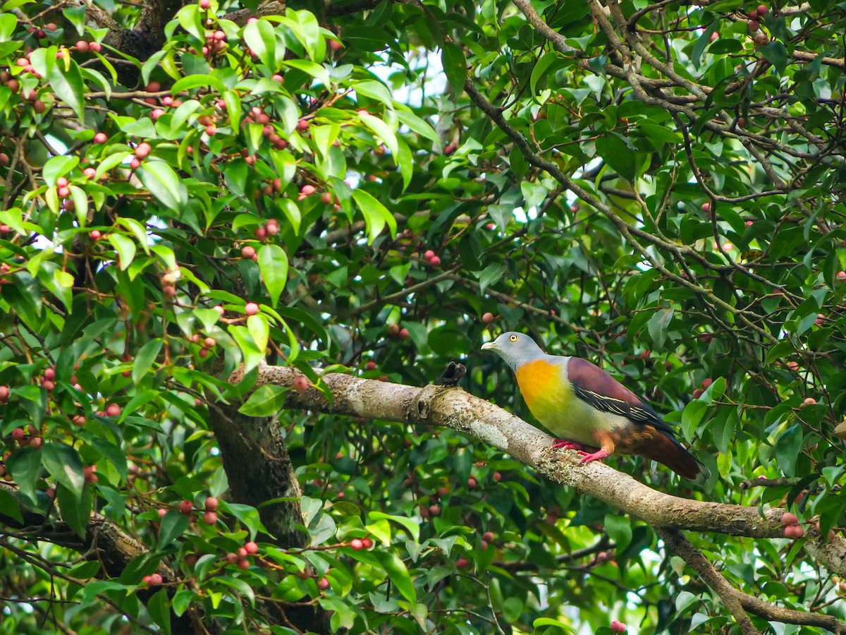 Little Green-Pigeon - ML644449246