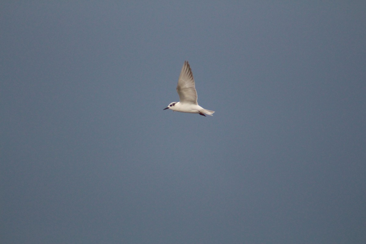 Цагаан шанаат хараалай - ML644449248