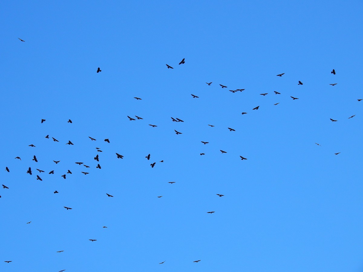 キバシガラス - ML644449249