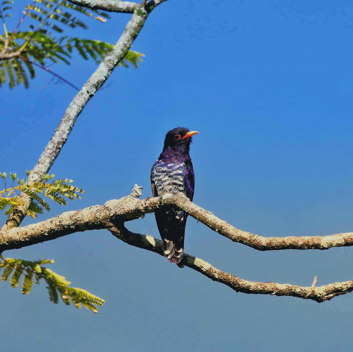 Violet Cuckoo - ML644449251