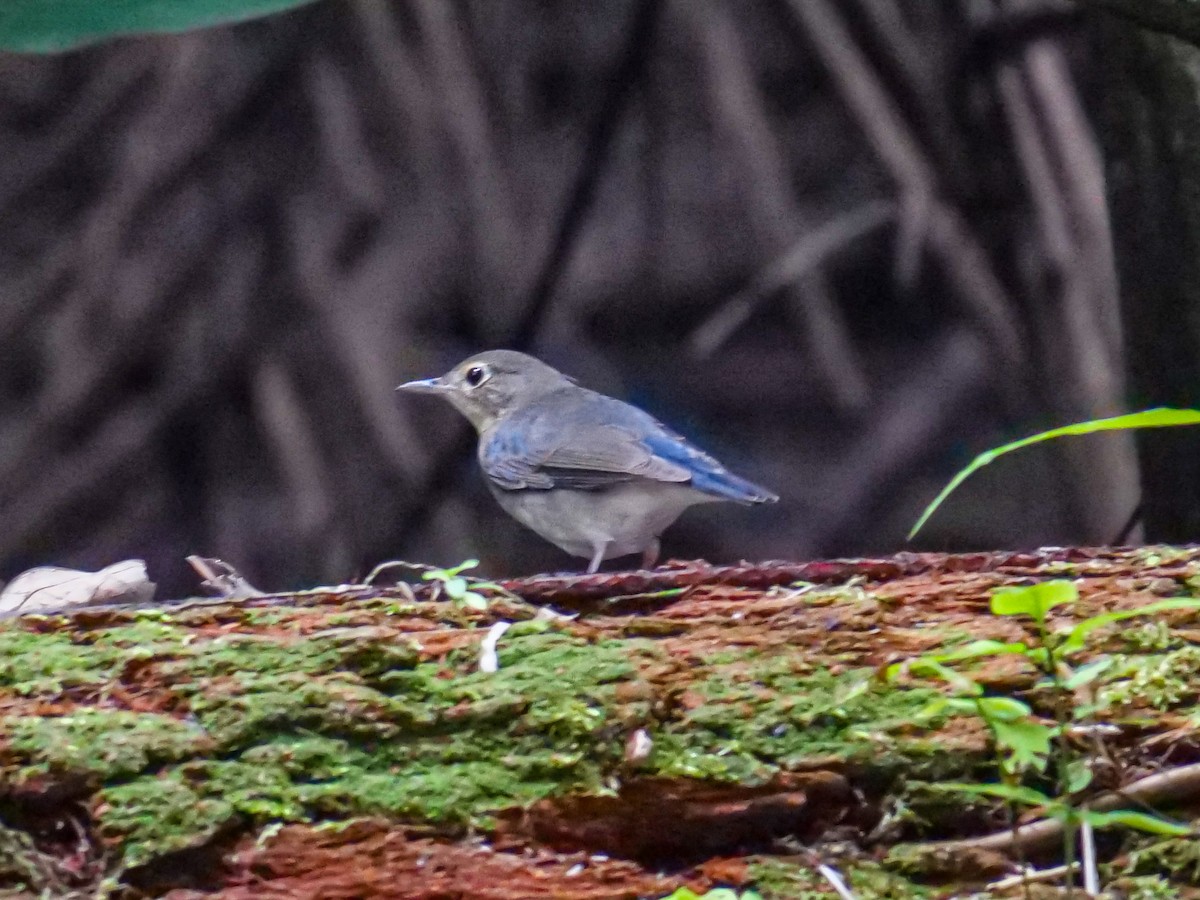 Siberian Blue Robin - ML644449254