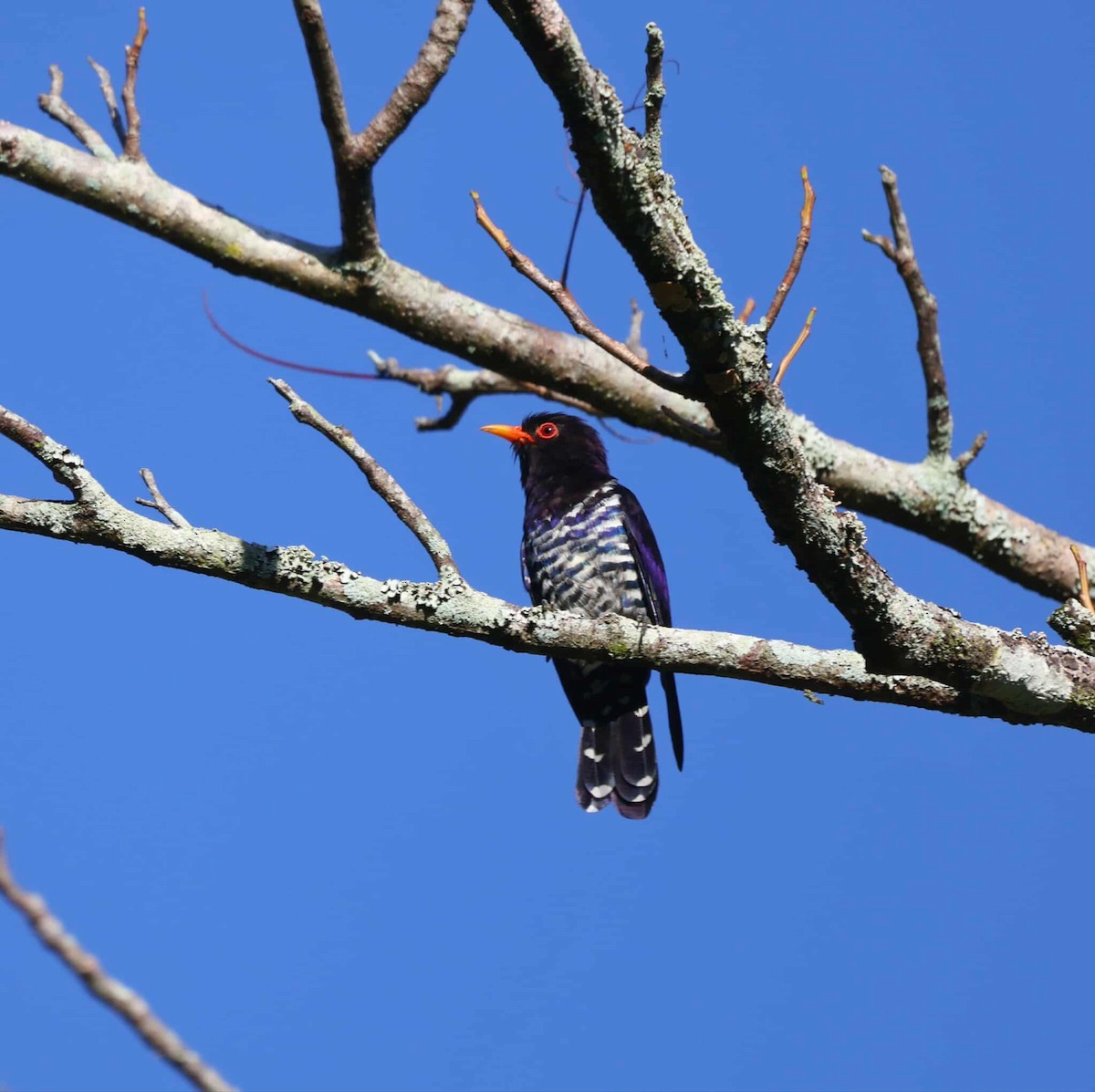 Violet Cuckoo - ML644449255