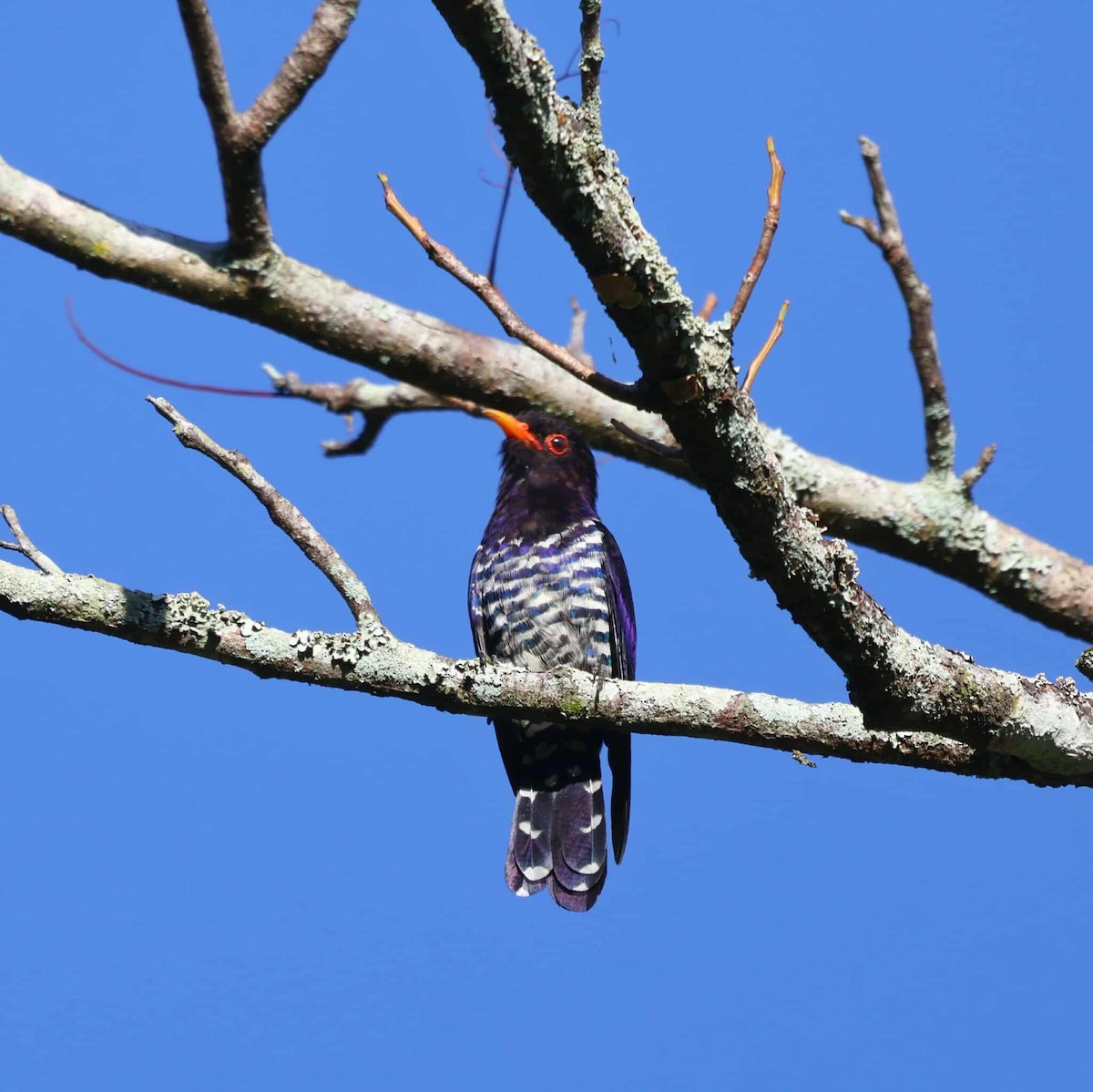 Violet Cuckoo - ML644449257