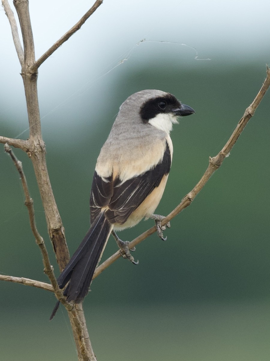 Long-tailed Shrike - ML644449258