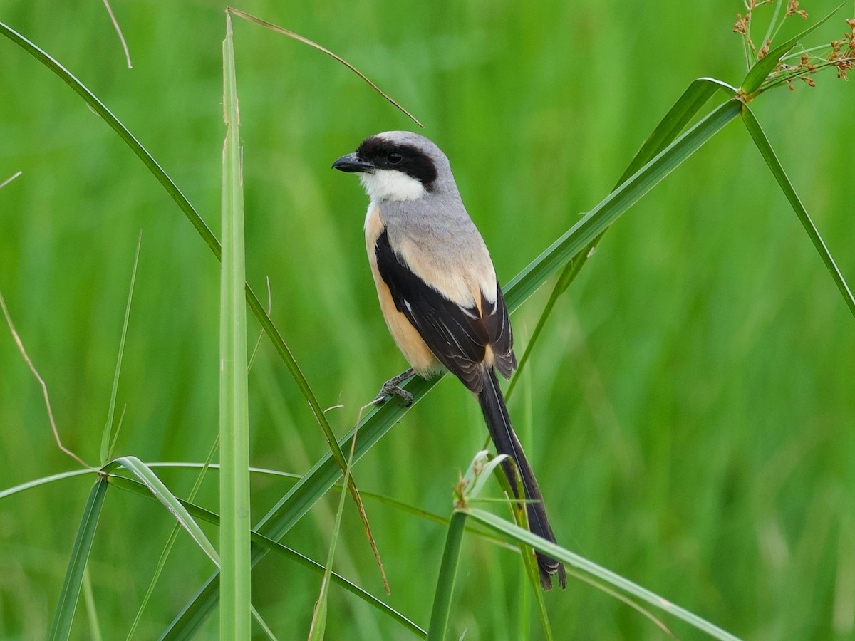 Long-tailed Shrike - ML644449259