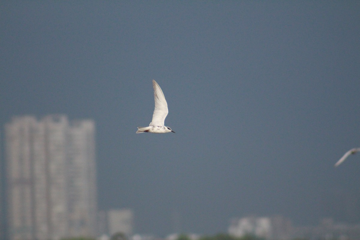 Цагаан шанаат хараалай - ML644449260