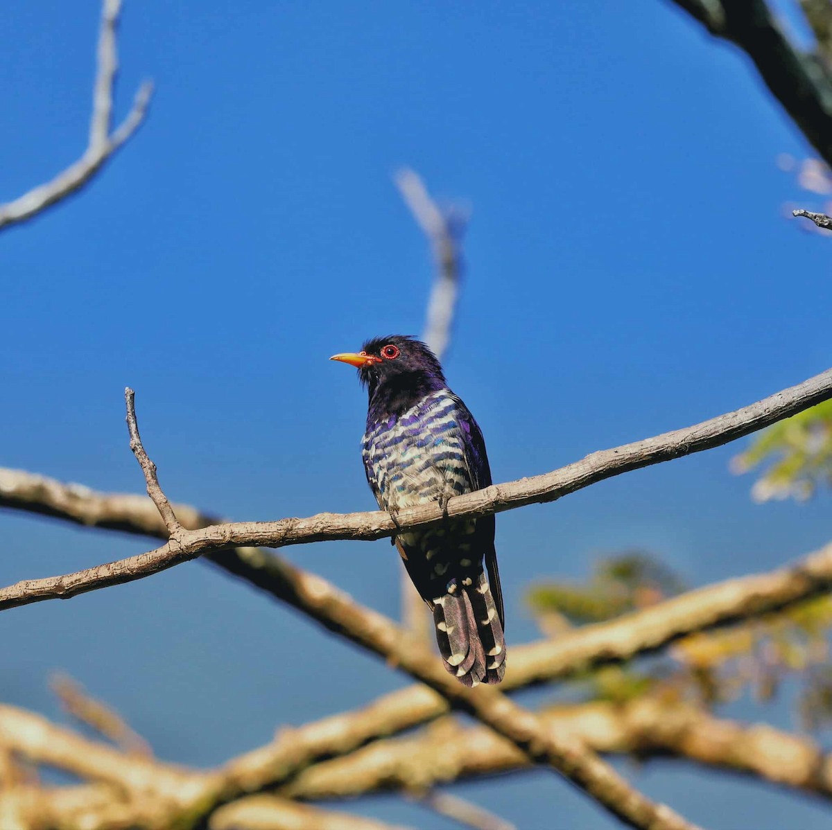 Violet Cuckoo - ML644449264