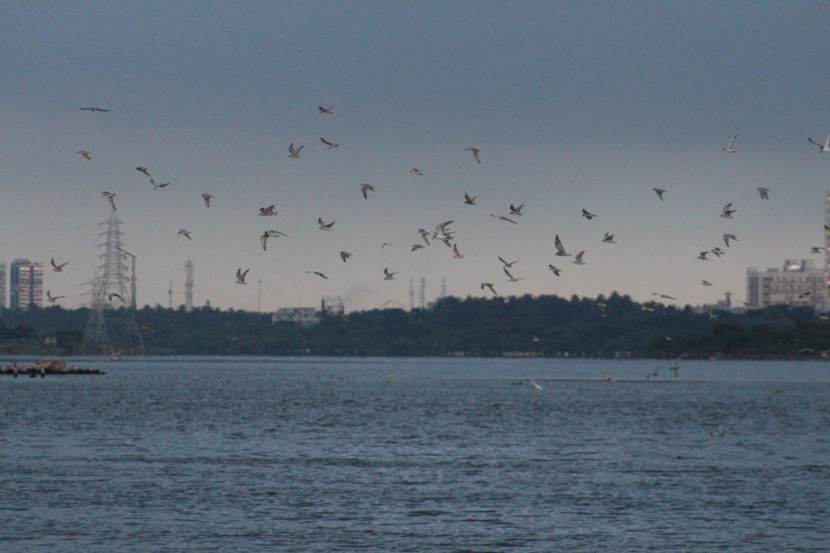 Цагаан шанаат хараалай - ML644449266