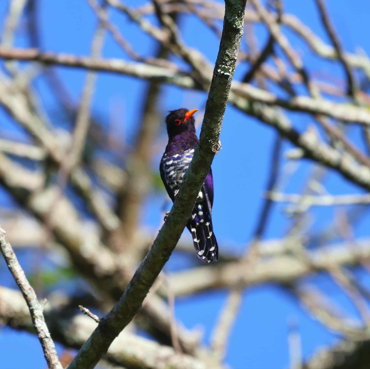 Violet Cuckoo - ML644449267