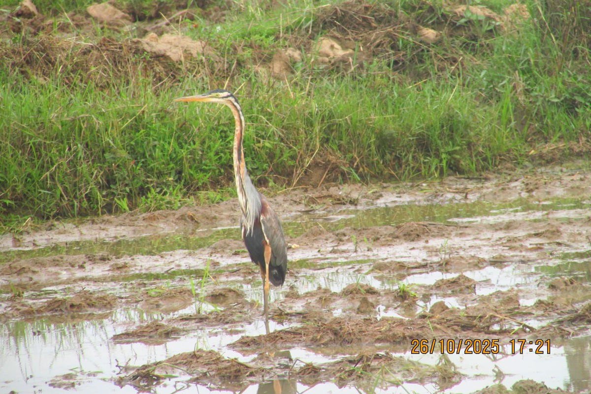 Рыжая цапля - ML644449269