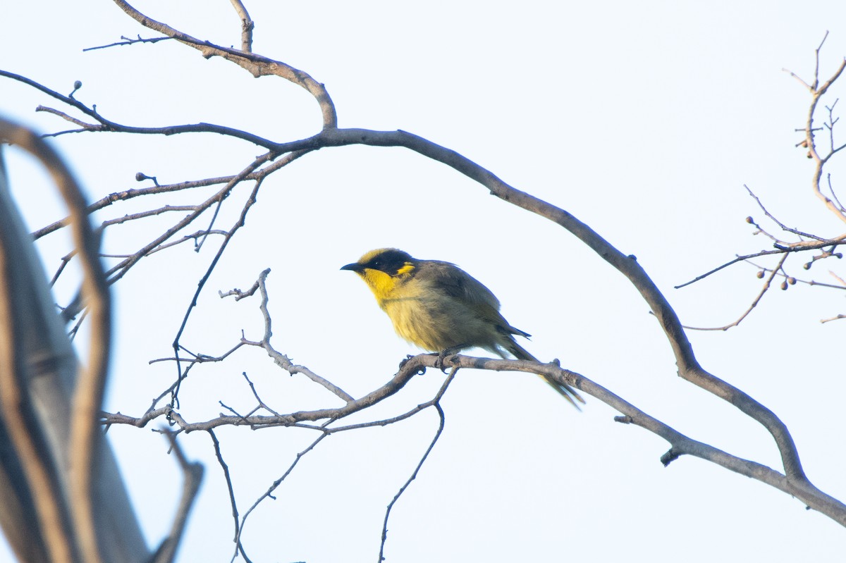 キムネミツスイ - ML644449273