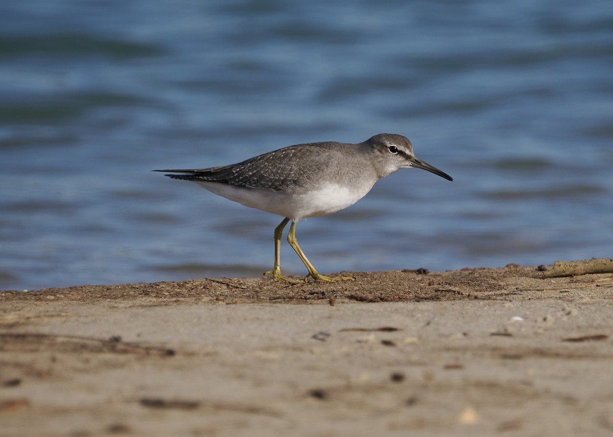 Gray-tailed Tattler - ML644449274