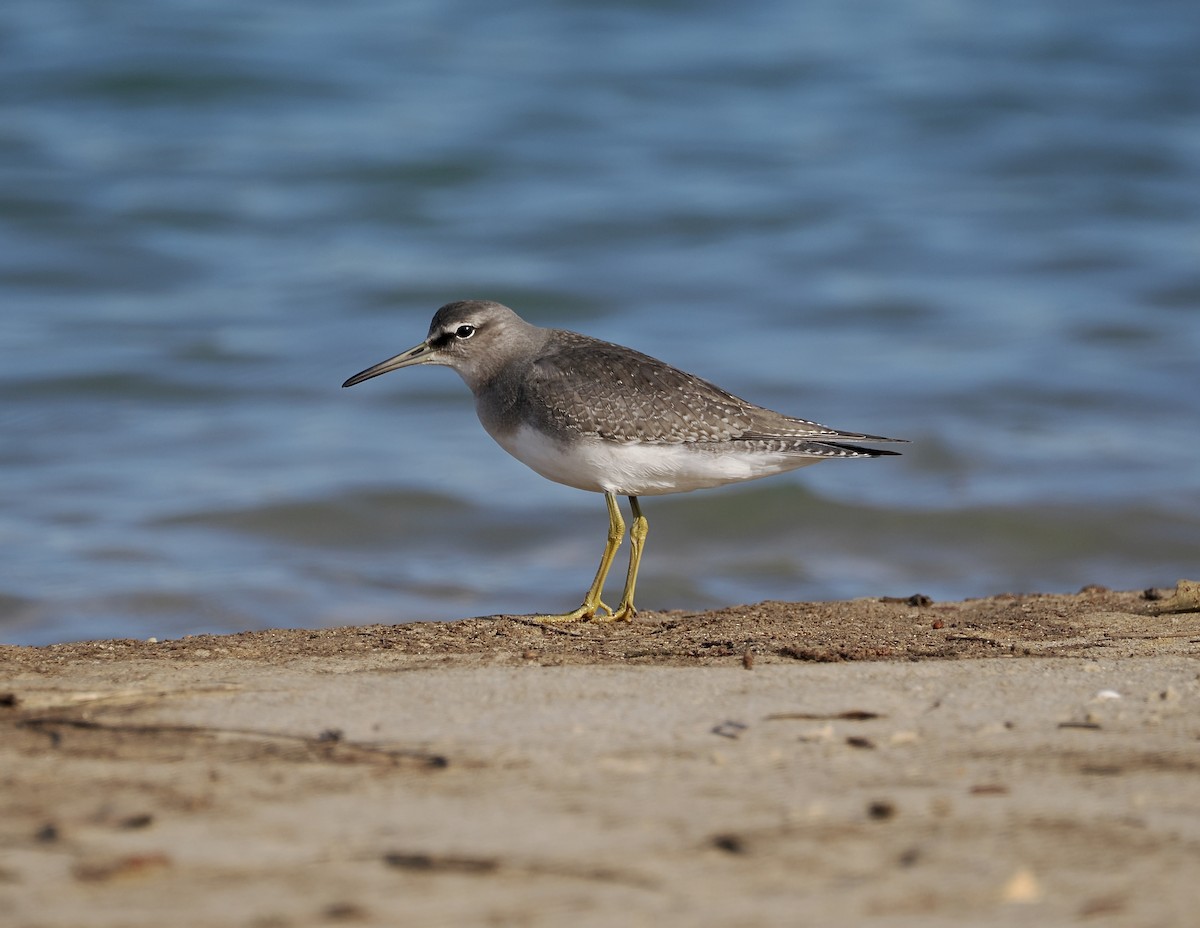 Gray-tailed Tattler - ML644449275