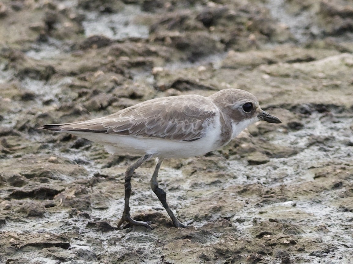 Tibetan Sand-Plover - ML644449284