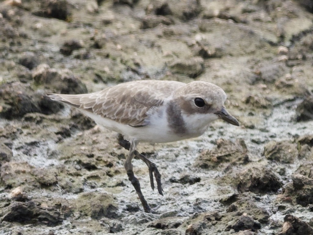 Tibetan Sand-Plover - ML644449285